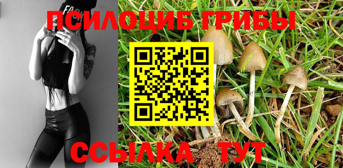Галлюциногенные грибы Psilocybe Дербент